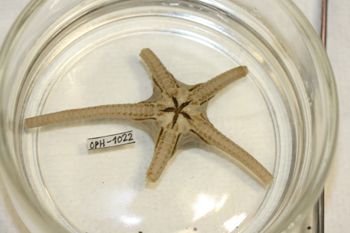 Media type: image;   Invertebrate Zoology OPH-1022 Description: Preserved specimen.;